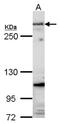 Fibrillin 1 antibody, NBP2-16493, Novus Biologicals, Western Blot image 