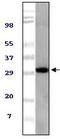 ASPSCR1 Tether For SLC2A4, UBX Domain Containing antibody, A05168-1, Boster Biological Technology, Western Blot image 