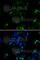 BOC Cell Adhesion Associated, Oncogene Regulated antibody, A7174, ABclonal Technology, Immunofluorescence image 
