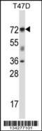 Forkhead Box K2 antibody, 57-692, ProSci, Western Blot image 