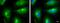 TOR antibody, NBP2-43658, Novus Biologicals, Immunofluorescence image 
