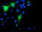Spermine Synthase antibody, TA503099, Origene, Immunofluorescence image 