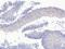 Paired Box 3 antibody, orb18763, Biorbyt, Immunohistochemistry paraffin image 