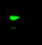 Carbonic Anhydrase 2 antibody, GTX01992, GeneTex, Immunoprecipitation image 