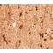 SLIK3 antibody, LS-C53254, Lifespan Biosciences, Immunohistochemistry frozen image 