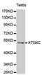 Autophagy Related 4C Cysteine Peptidase antibody, MBS125826, MyBioSource, Western Blot image 