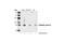 Lamin A/C antibody, 2035S, Cell Signaling Technology, Western Blot image 