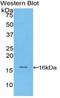 Cystatin S antibody, MBS2003875, MyBioSource, Western Blot image 