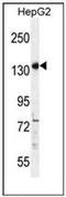 Partner And Localizer Of BRCA2 antibody, AP53155PU-N, Origene, Western Blot image 