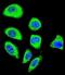 Protocadherin Gamma Subfamily A, 8 antibody, abx026557, Abbexa, Immunofluorescence image 