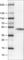 Carbonic Anhydrase 12 antibody, AMAb90639, Atlas Antibodies, Western Blot image 