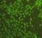 Inositol Hexakisphosphate Kinase 2 antibody, orb215178, Biorbyt, Immunocytochemistry image 
