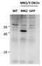 MAPK Activated Protein Kinase 5 antibody, 43-312, ProSci, Enzyme Linked Immunosorbent Assay image 