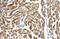 Peroxisomal Biogenesis Factor 10 antibody, PA5-42366, Invitrogen Antibodies, Immunohistochemistry frozen image 