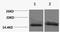 Histone Cluster 4 H4 antibody, A68338-100, Epigentek, Western Blot image 