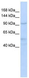 Integrator Complex Subunit 4 antibody, TA339900, Origene, Western Blot image 
