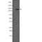 Coiled-Coil And C2 Domain Containing 1A antibody, PA5-67841, Invitrogen Antibodies, Western Blot image 