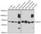 Amyloid Beta Precursor Like Protein 1 antibody, 22-518, ProSci, Western Blot image 