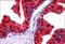 N-Myc Downstream Regulated 1 antibody, NB300-839, Novus Biologicals, Immunohistochemistry frozen image 