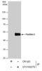 Flotillin 2 antibody, GTX100279, GeneTex, Immunoprecipitation image 