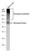 Rhodopsin antibody, GTX134136, GeneTex, Western Blot image 