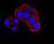 NUMB Endocytic Adaptor Protein antibody, A01206-1, Boster Biological Technology, Immunocytochemistry image 