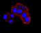 Protein numb homolog antibody, A01206-1, Boster Biological Technology, Immunocytochemistry image 