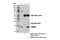 High Mobility Group Nucleosome Binding Domain 1 antibody, 12734S, Cell Signaling Technology, Immunoprecipitation image 