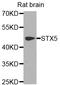 Syntaxin 5 antibody, STJ110753, St John