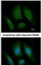Oxysterol Binding Protein Like 6 antibody, PA5-21861, Invitrogen Antibodies, Immunofluorescence image 