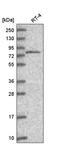 THO complex subunit 5 homolog antibody, PA5-65514, Invitrogen Antibodies, Western Blot image 