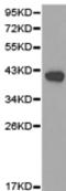 Indoleamine 2,3-Dioxygenase 1 antibody, TA321445, Origene, Western Blot image 