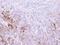 Thioredoxin Reductase 1 antibody, NBP1-33210, Novus Biologicals, Immunohistochemistry paraffin image 