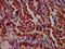 Inosine Monophosphate Dehydrogenase 1 antibody, LS-C680658, Lifespan Biosciences, Immunohistochemistry paraffin image 