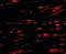 N-Acylsphingosine Amidohydrolase 1 antibody, orb88695, Biorbyt, Immunofluorescence image 