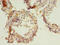 Par-3 Family Cell Polarity Regulator antibody, CSB-PA819481LA01HU, Cusabio, Immunohistochemistry frozen image 