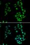 Transcription factor SOX-5 antibody, PA5-77088, Invitrogen Antibodies, Immunofluorescence image 