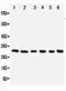 Nucleolar Protein 3 antibody, PA1793, Boster Biological Technology, Western Blot image 