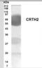 Prostaglandin D2 Receptor 2 antibody, PA5-22806, Invitrogen Antibodies, Western Blot image 