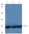 Claudin 7 antibody, A03851-1, Boster Biological Technology, Western Blot image 