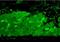 Heat Shock Protein 90 Alpha Family Class A Member 1 antibody, orb95874, Biorbyt, Immunocytochemistry image 