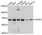 Cytoskeleton Associated Protein 4 antibody, A4468, ABclonal Technology, Western Blot image 