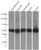 Calsequestrin 2 antibody, 66419-1-Ig, Proteintech Group, Western Blot image 