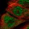 RNA 2',3'-Cyclic Phosphate And 5'-OH Ligase antibody, HPA000535, Atlas Antibodies, Immunofluorescence image 