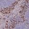 Trafficking Protein Particle Complex 10 antibody, PA5-62189, Invitrogen Antibodies, Immunohistochemistry frozen image 