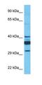 Solute Carrier Family 35 Member C1 antibody, orb325116, Biorbyt, Western Blot image 