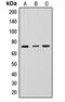 Lymphocyte Antigen 9 antibody, abx121574, Abbexa, Western Blot image 