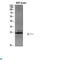 Interleukin 19 antibody, LS-C813889, Lifespan Biosciences, Western Blot image 