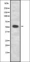 ADP Ribosylation Factor Related Protein 1 antibody, orb336965, Biorbyt, Western Blot image 