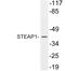 STEAP Family Member 1 antibody, LS-C177286, Lifespan Biosciences, Western Blot image 